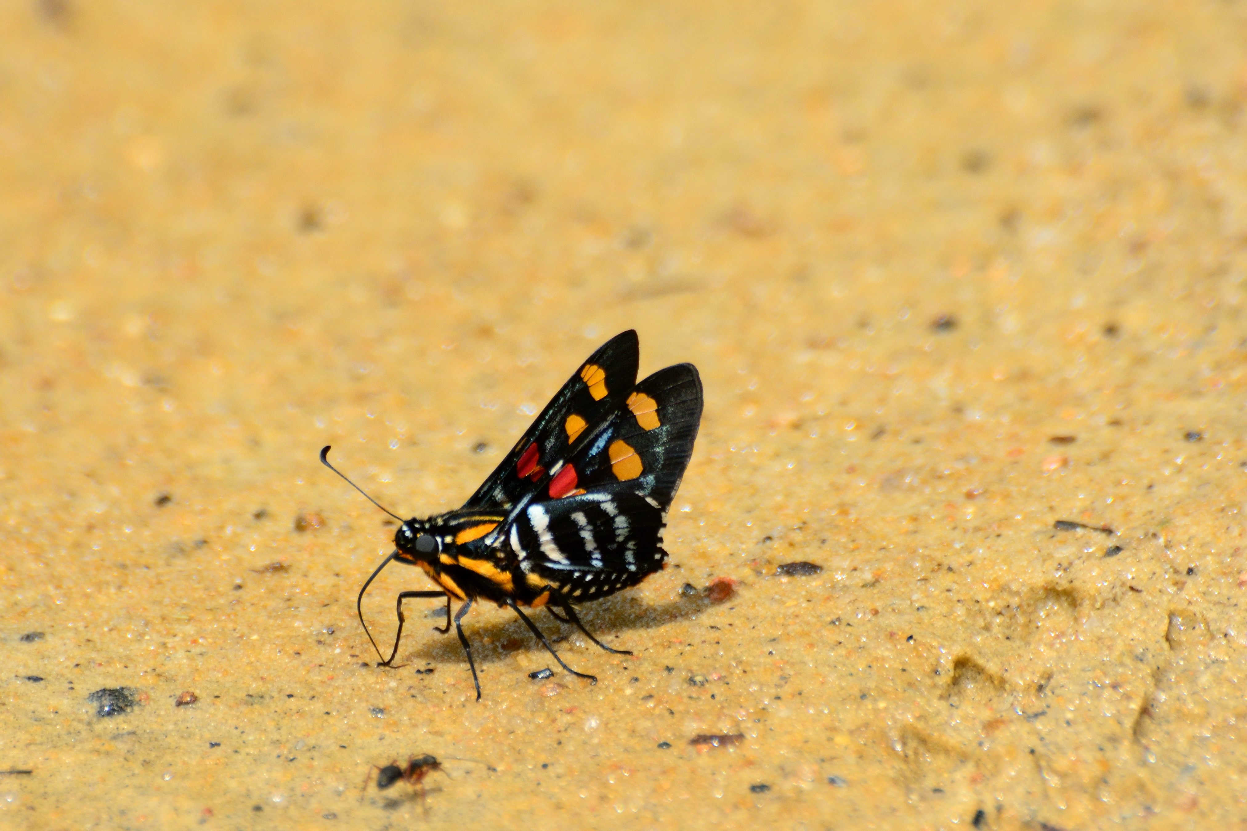 Neotropical Butterflies - Hesperiidae